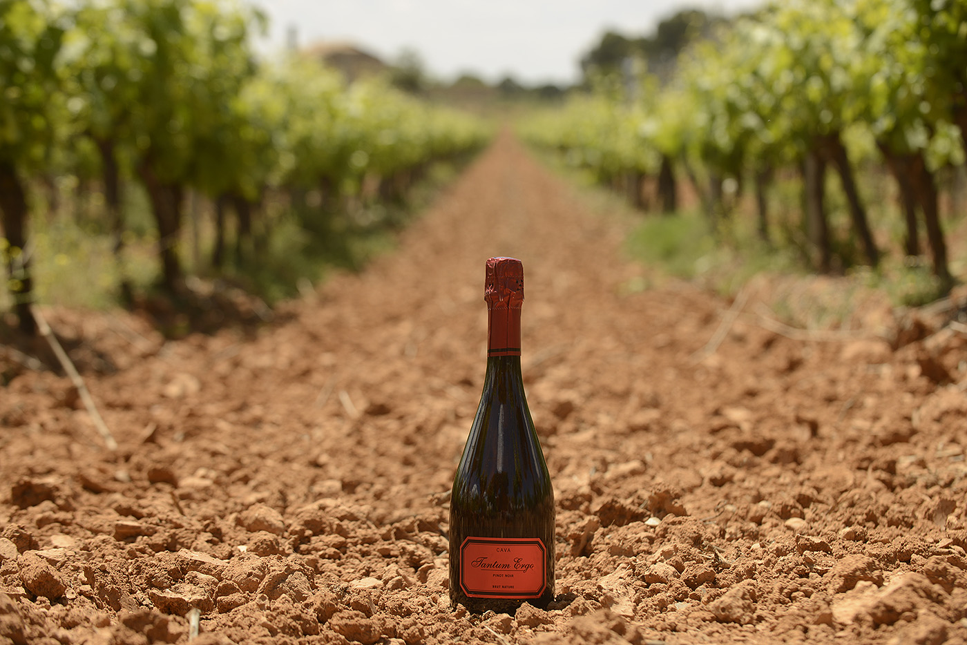 Tantum Ergo Rosé